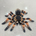 tarantula spider