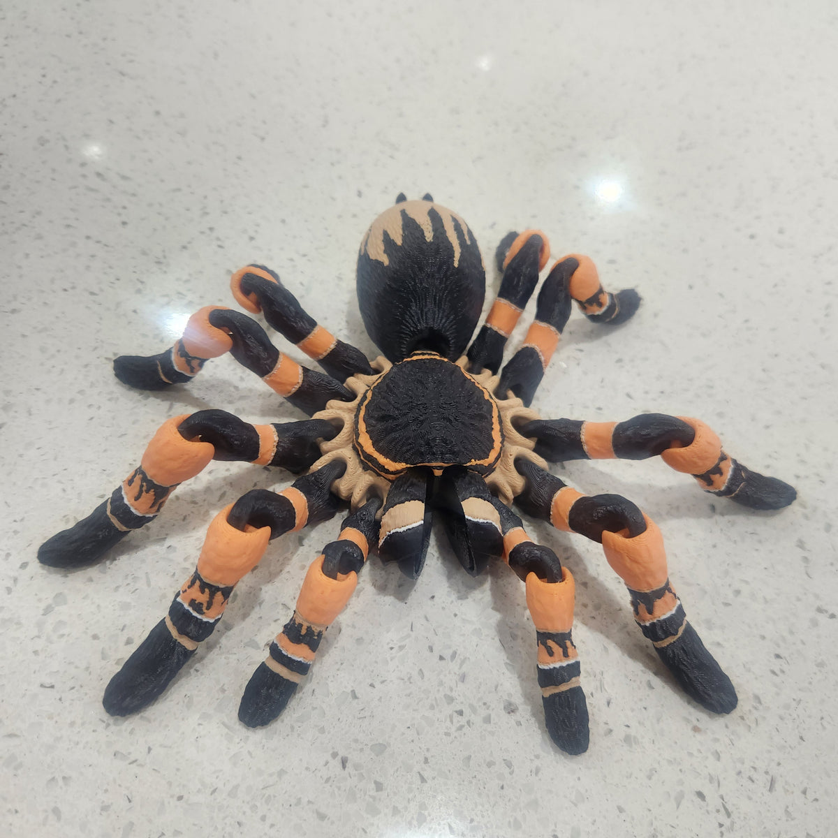 tarantula spider
